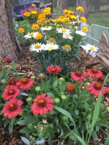 Summer flower bed at 7,600'