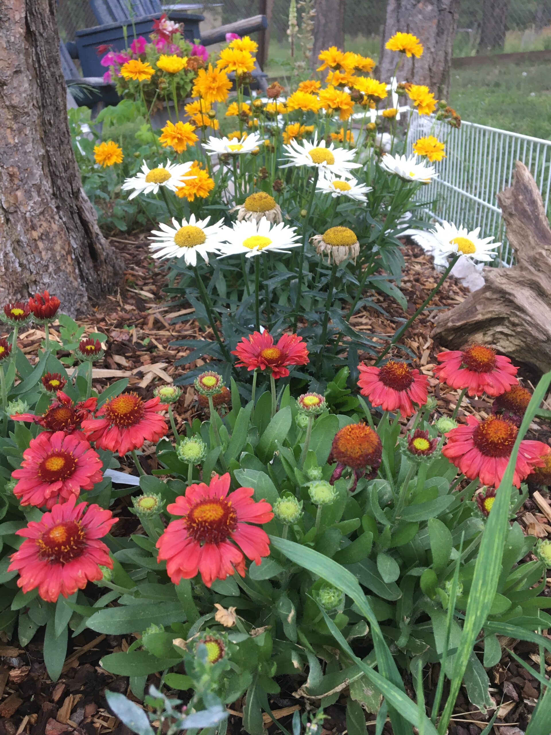 Summer flower bed at 7,600'