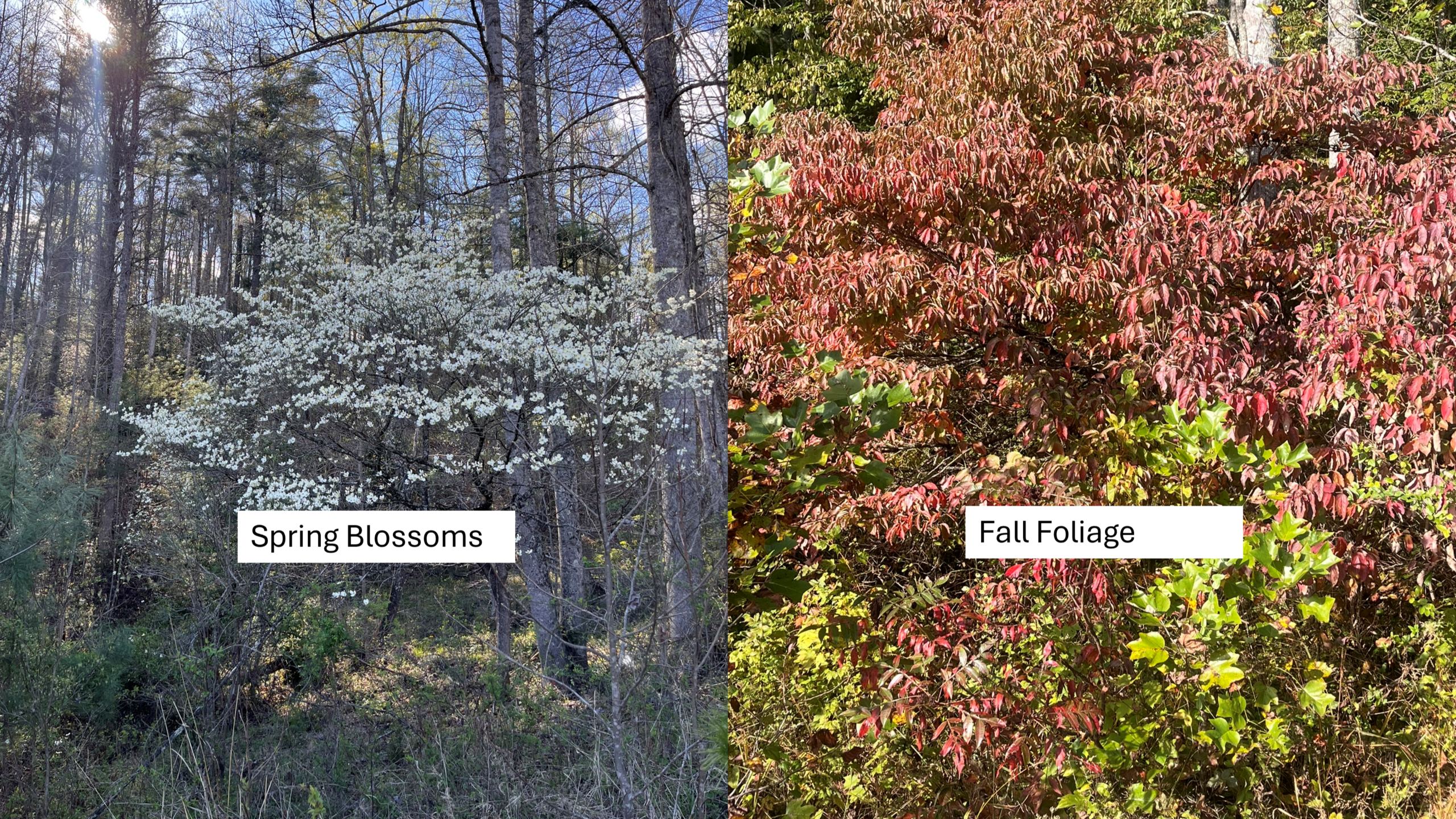 Dogwoods are beautiful twice a year